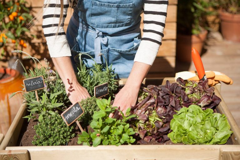 Huerto Orgánico: Cultiva de Manera Saludable y Sostenible